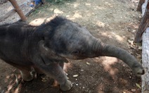 ​Đắk Lắk: Voi rừng không nhận voi con, phá nát chòi canh