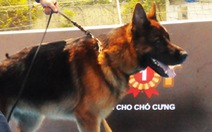 Bergie Đức oai phong đoạt giải nhất cuộc thi chó đẹp