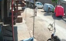 Video chú khỉ hạ "đo ván" người đàn ông đi đường