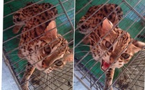 Giải cứu chú mèo rừng bị rao bán trên facebook