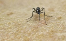 TP.HCM có 38 ca nhiễm virút Zika
