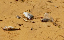 Cá biển chết hàng loạt, nghi do các khu công nghiệp xả thải