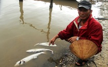 Cá chết ở Thừa Thiên - Huế do nước biển có kim loại nặng