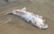 Đà Nẵng: Cá chết dạt vào bờ