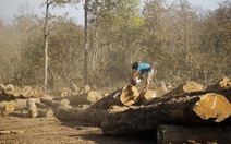 ​Myanmar cấm khai thác gỗ để bảo vệ rừng