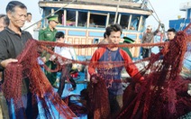 Tàu câu mực bị đâm chìm trên biển Việt Nam