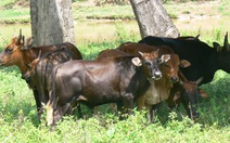 ​Nghiên cứu lai bò tót theo hướng kinh doanh thương phẩm