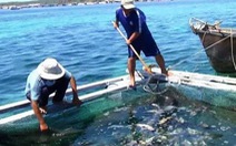 Chỉ 5/55 hộ có cá chết ở đảo Phú Quý