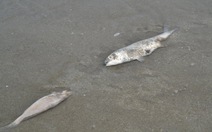 ​Nghệ An kiểm tra nguyên nhân cá biển chết rải rác
