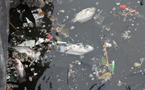 ​Cá lại chết trắng kênh Nhiêu Lộc - Thị Nghè