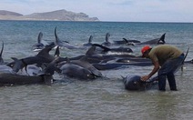 24 cá voi mắc cạn chết ở Mexico 