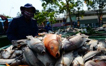 Cận cảnh cá chết xếp lớp trên kênh Nhiêu Lộc