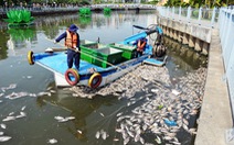 Cá kênh Nhiêu Lộc - Thị Nghè chết do ô nhiễm sau mưa đầu mùa