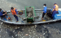 Đã vớt gần 70 tấn cá chết trên kênh Nhiêu Lộc - Thị Nghè