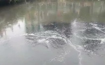 Clip nước "sôi ùng ục" trên kênh Nhiêu Lộc khiến cá chết