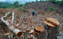 Vụ "dọn sạch 100ha đất rừng": cấp 3 sổ đỏ sai quy trình