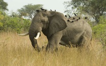 ​Mỹ cấm buôn bán ngà voi châu Phi