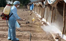 ​Xuất cấp hóa chất sát trùng cho tỉnh Bình Thuận
