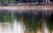 Hà Nội họp khẩn vụ hàng ngàn cá chết tại hồ Hoàng Cầu