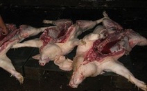 Nhiễm liên cầu lợn, người bán thịt heo nguy kịch