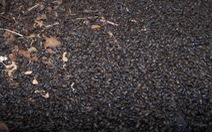 Cuộc sống đảo lộn vì bọ đậu đen bu kín nhà