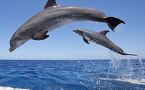 ​Mỹ xây dựng khu bảo tồn ven biển dành riêng cho cá heo