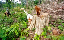 Thủ tướng chỉ đạo đóng tất cả cửa rừng tự nhiên