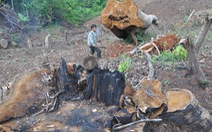 Thủ tướng chỉ đạo: Kiên quyết đóng cửa rừng để cứu rừng