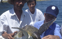 ​Bảo tồn, phục hồi rùa biển tại khu bảo tồn biển Cù lao Chàm