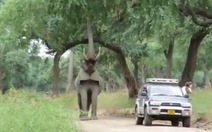 Clip voi bị trúng đạn tự đến nhờ bác sĩ thú y giúp
