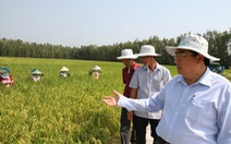 Thương nhân nước ngoài săn tìm gạo Việt