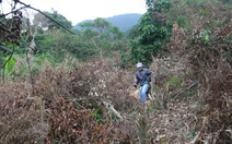 Đà Nẵng chỉ đạo khởi tố vụ phá rừng ở Sơn Trà