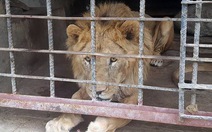 Clip sư tử đói khát trong vườn thú Yemen