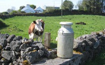 ​Nông dân gặp khó khăn do EU bãi bỏ hạn ngạch sản xuất sữa