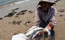 Nhiều chính sách ổn định đời sống ngư dân 4 tỉnh có cá chết