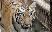 Hổ tấn công nữ nhân viên vườn thú ở Tây Ban Nha 