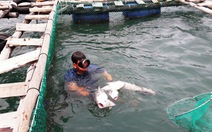 ​Chủ tịch Bình Thuận chỉ đạo làm rõ nguyên nhân cá bớp chết
