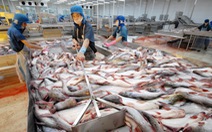 ​Xuất khẩu cá tra tăng mạnh