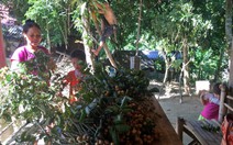 Mùa hồng bì - đi qua thương nhớ