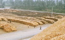 ​Xuất khẩu dăm gỗ còn nhiều thách thức