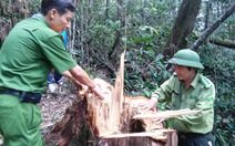 66 cây pơmu trăm tuổi bị đốn hạ trong khu vực cấm