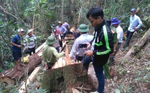 Thủ tướng chỉ đạo Bộ Công an điều tra vụ phá rừng pơmu