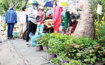 Người Sài Gòn trồng rau sạch bằng rau ươm sẵn cho khỏe