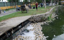 Cá chết trắng hồ Công viên 29-3 Đà Nẵng do thiếu oxy