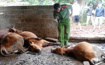 ​Nhiều bò chết bất thường tại Đắk Lắk