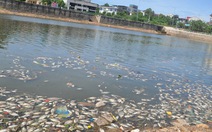 ​Cá hồ Đại An chết hàng loạt do nước bị ô nhiễm nặng