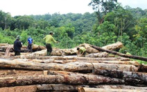 Kiểm lâm đã thay đổi cách bảo vệ rừng
