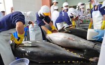 ​Kim ngạch xuất khẩu cá ngừ sang thị trường Nhật Bản giảm mạnh