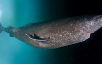 Cá mập Greenland là động vật sống thọ nhất, 400 tuổi