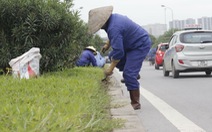 Hà Nội: Lãng phí vì trồng cây không phù hợp